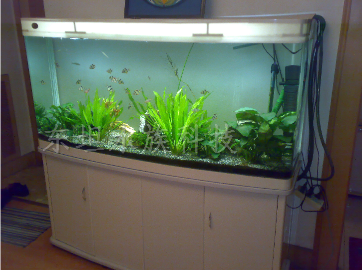 觀賞魚魚缸_觀賞魚缸魚屎多怎么辦_觀賞魚缸魚可以用食用鹽殺菌嗎