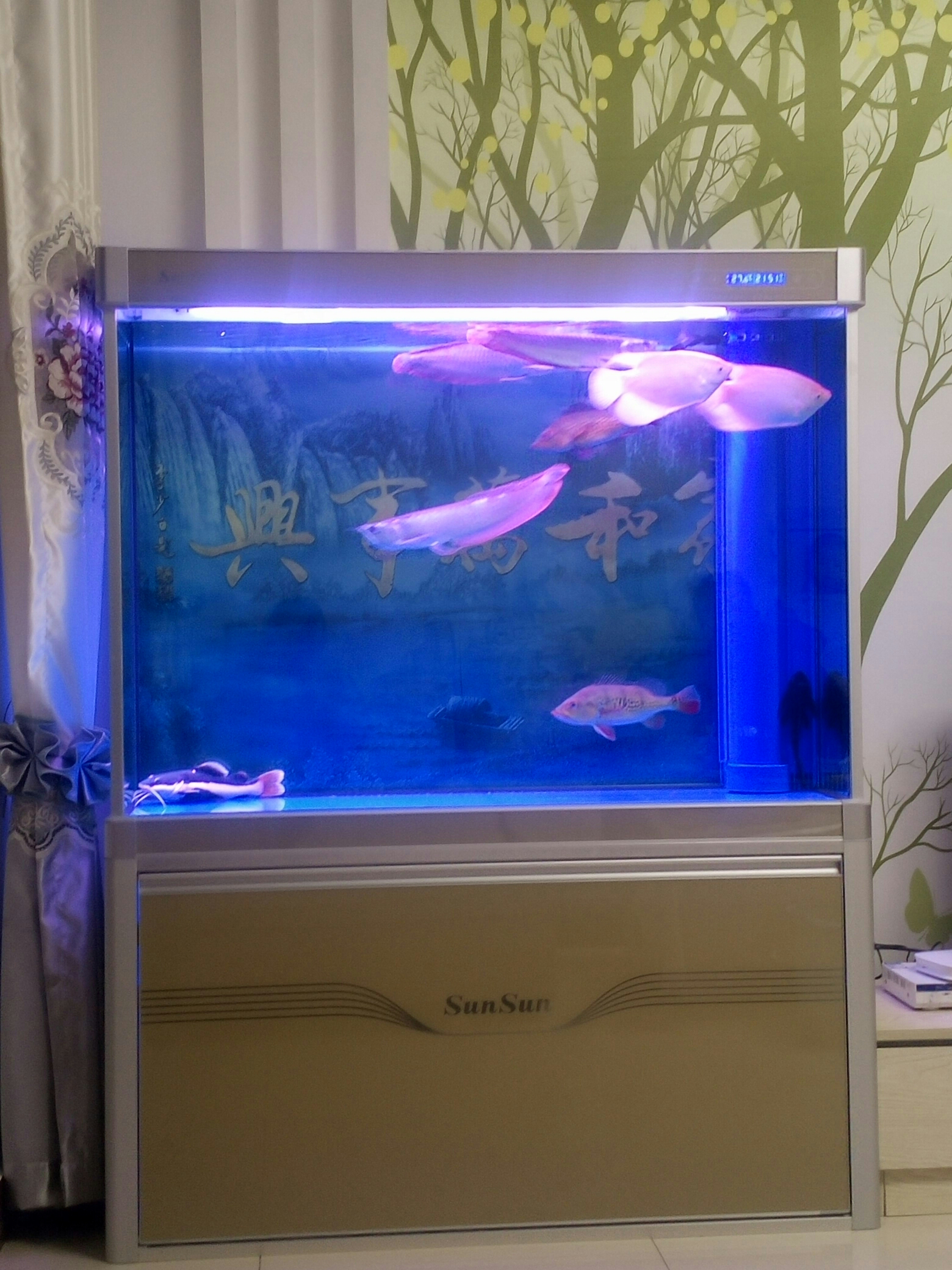 觀賞魚魚缸_觀賞魚缸魚可以用食用鹽殺菌嗎_觀賞魚缸魚屎多怎么辦