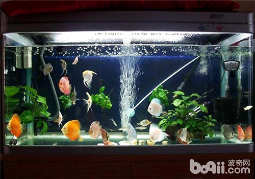 觀賞魚魚缸_觀賞魚缸魚可以用食用鹽殺菌嗎_觀賞魚缸魚屎多怎么辦