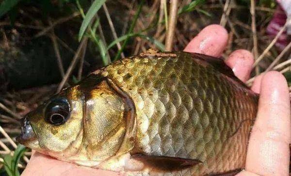 海鯽魚圖片_鯽魚圖片大全圖片欣賞_鯽魚圖片美食