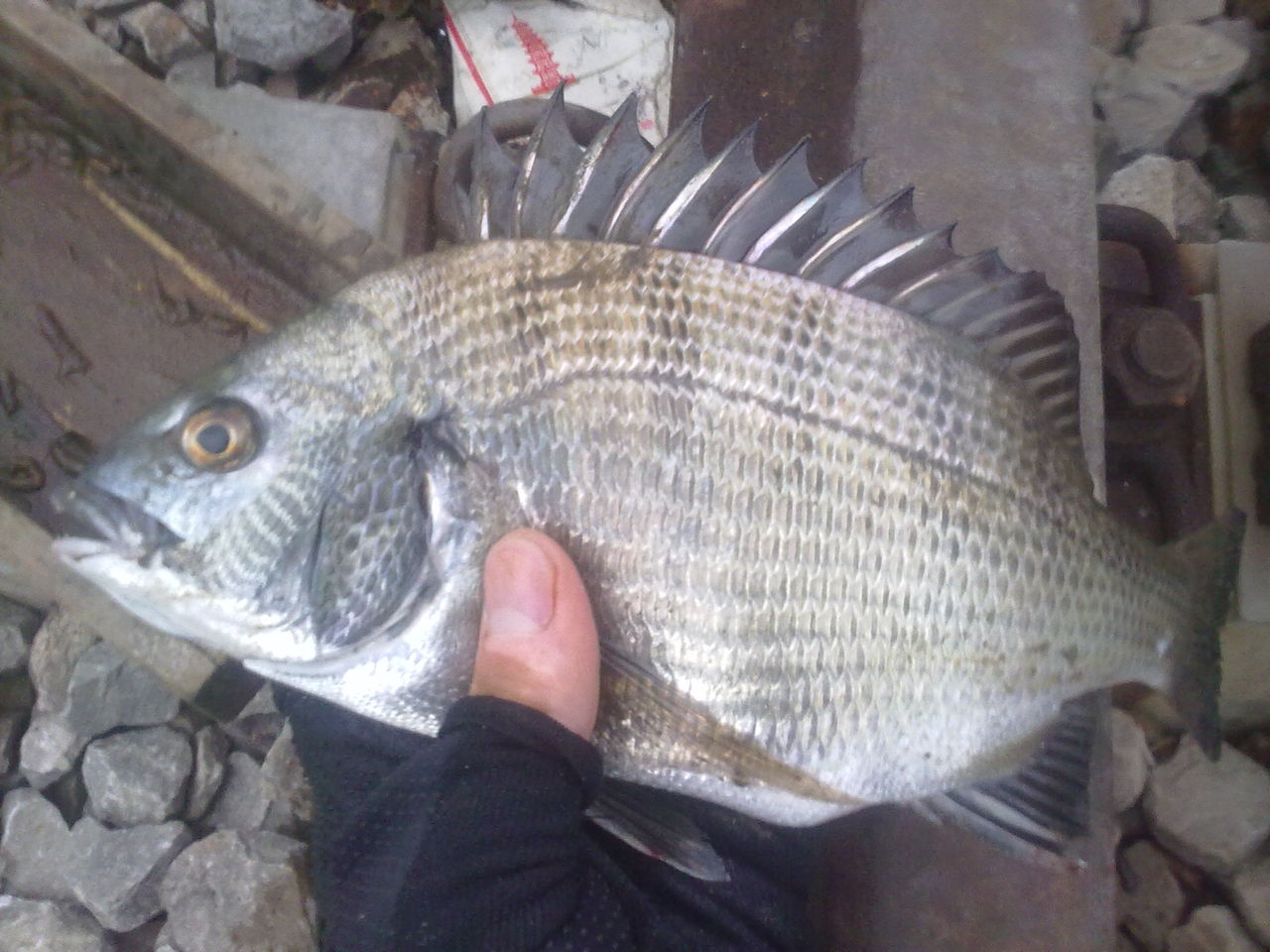 海鯽魚圖片_鯽魚圖片大全圖片欣賞_鯽魚圖片美食