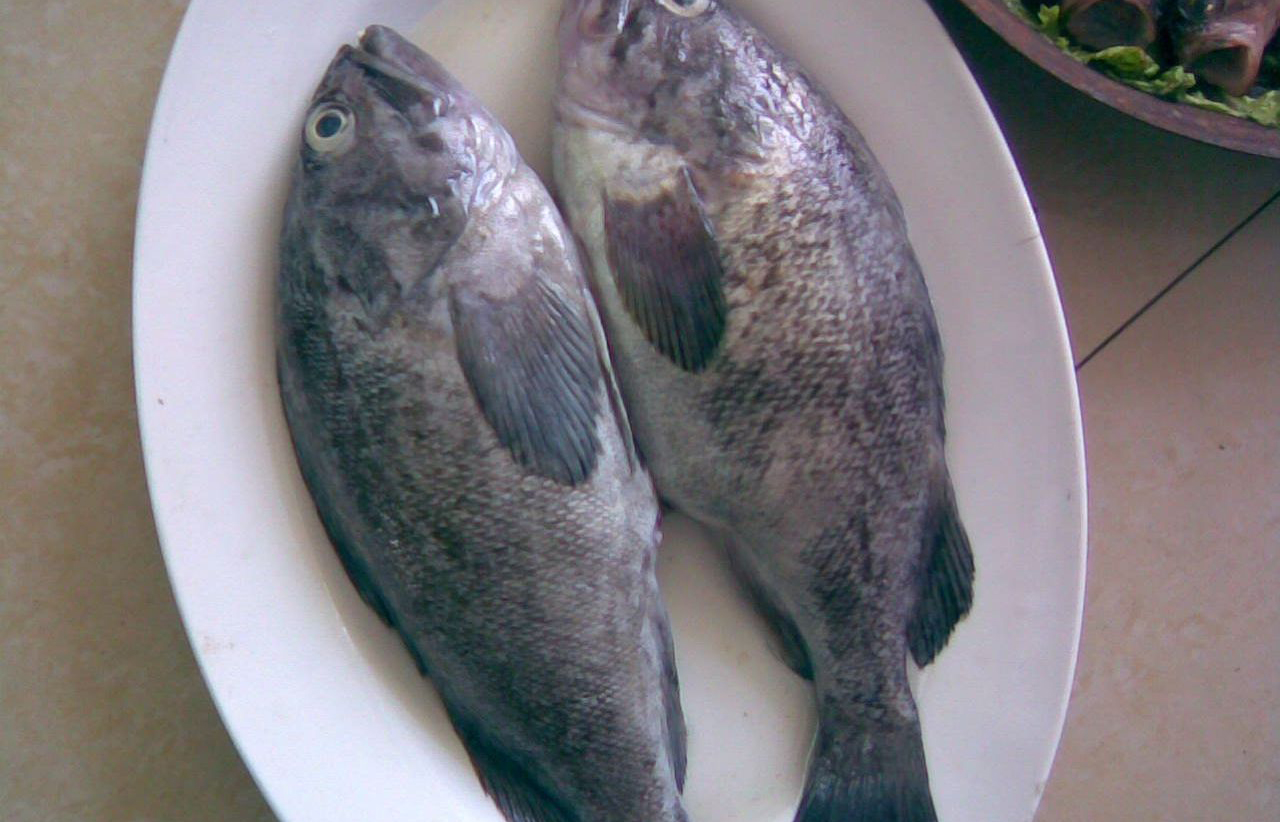 鯽魚圖片大全圖片欣賞_鯽魚圖片美食_海鯽魚圖片