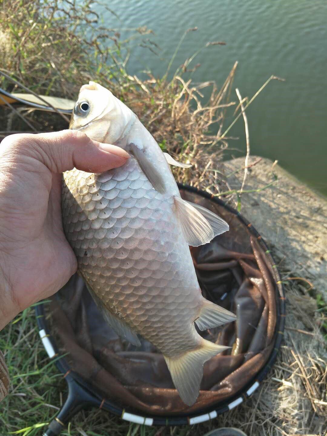 水庫手竿釣魚技巧_手桿釣水庫_水庫釣魚視頻手竿