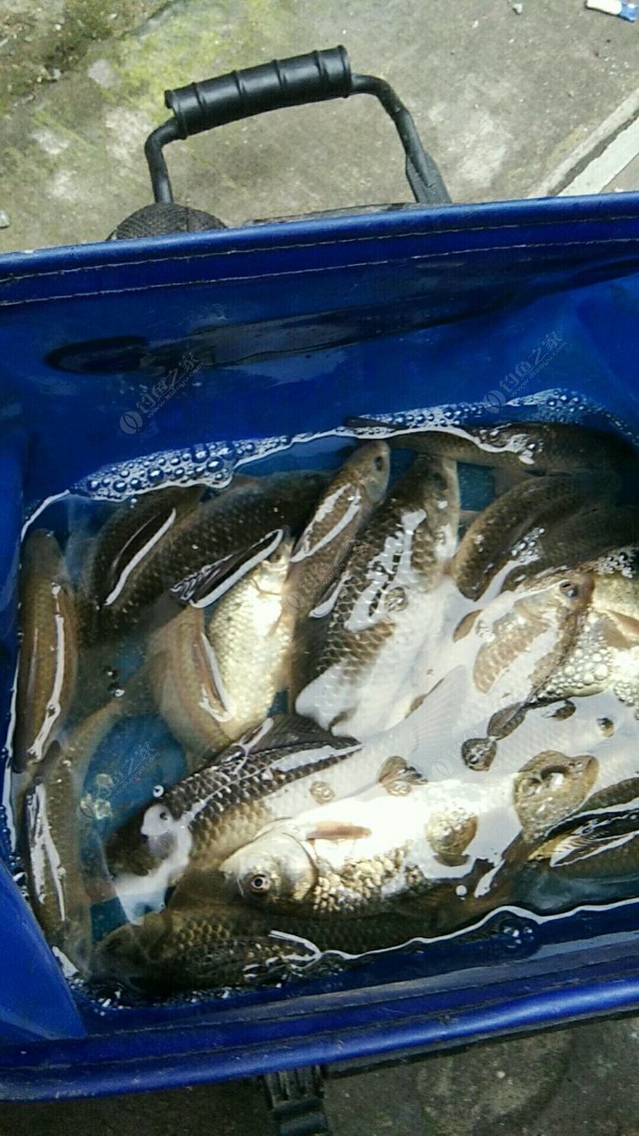 水庫釣魚視頻手竿_水庫手竿釣魚技巧_手桿釣水庫