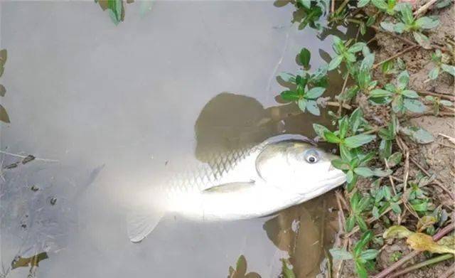 （釣魚技巧）草魚可以釣浮嗎？如何調漂？