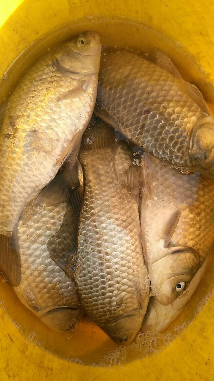 深秋野釣鯽魚調幾釣幾好_深秋釣鯽魚調漂最佳方法_釣鯽魚深秋最佳方法調漂視頻