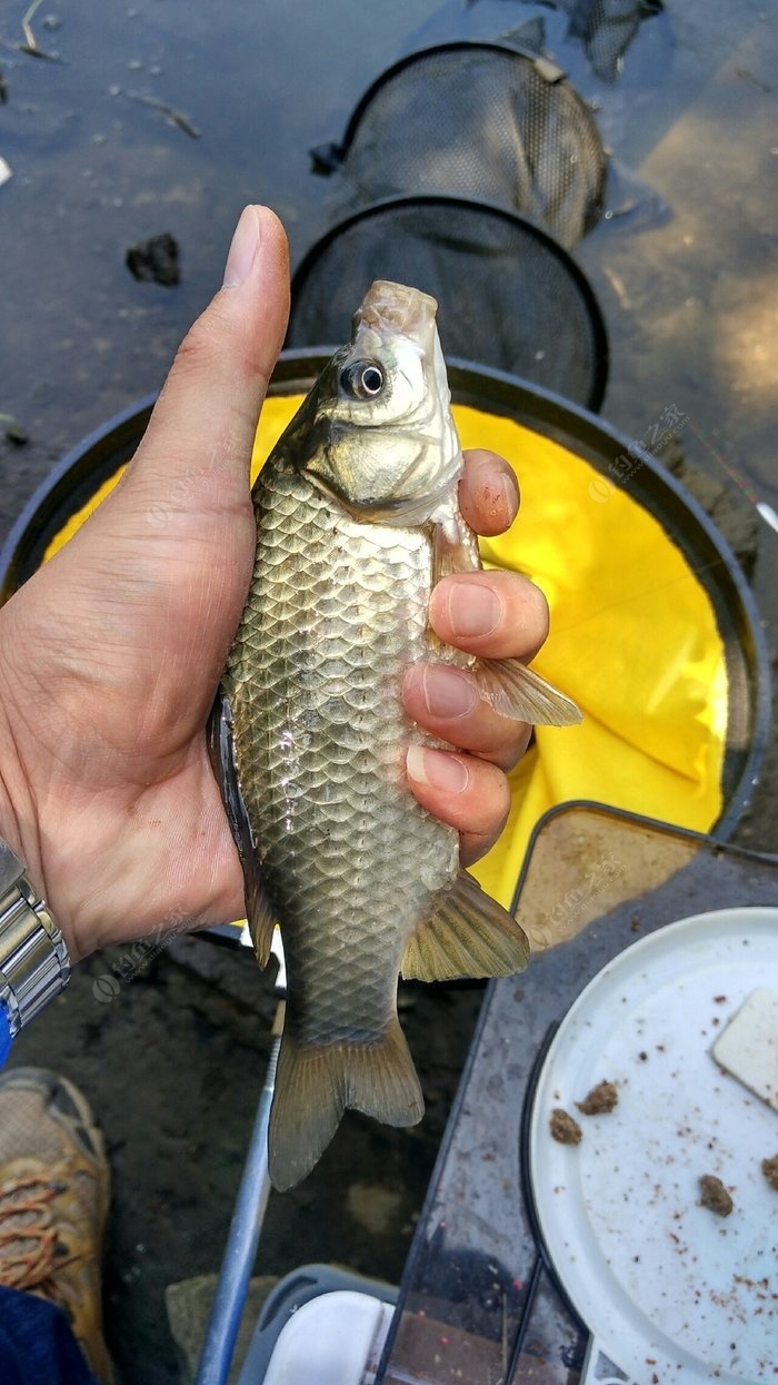 釣鯽魚深秋最佳方法調漂視頻_深秋野釣鯽魚調幾釣幾好_深秋釣鯽魚調漂最佳方法