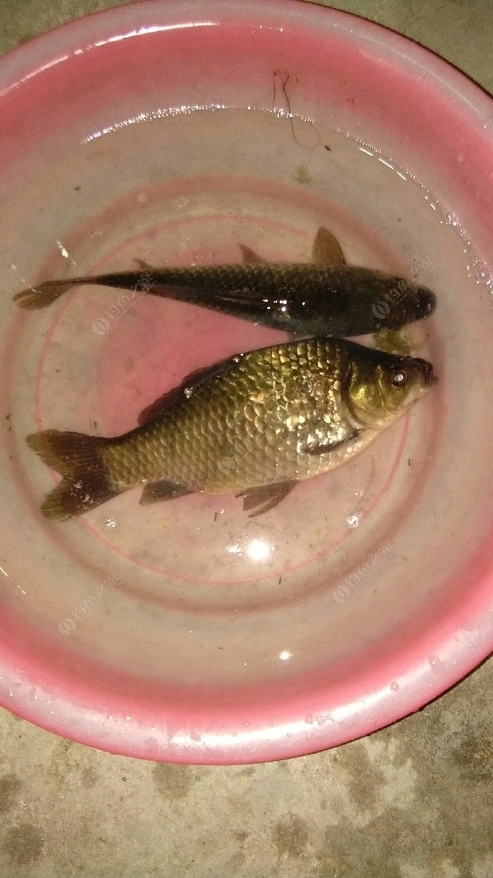 深秋釣鯽魚調漂最佳方法_深秋野釣鯽魚調幾釣幾好_釣鯽魚深秋最佳方法調漂視頻