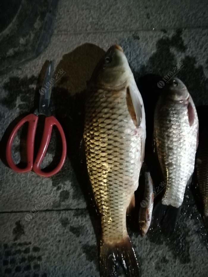 （釣魚技巧）夏季野釣如何防止鬧小魚的效果？