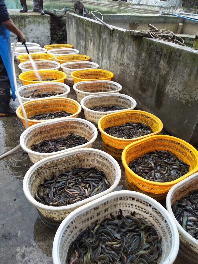 #農技科普大賽#農村低成本小網箱鱔魚養殖方法