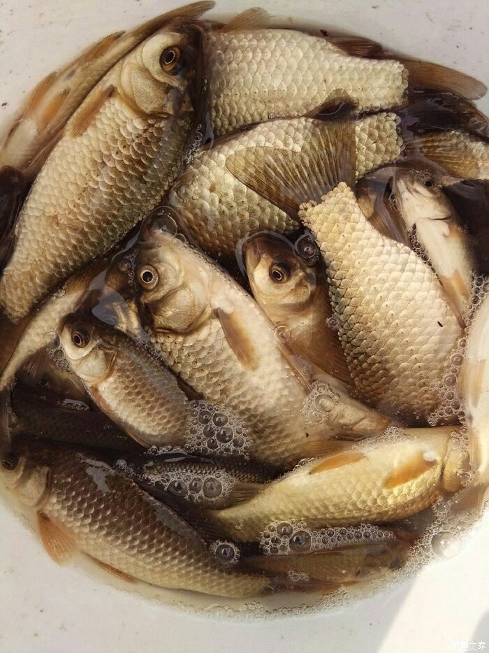 （釣魚技巧）秋冬時節長竿短線的幾個優勢