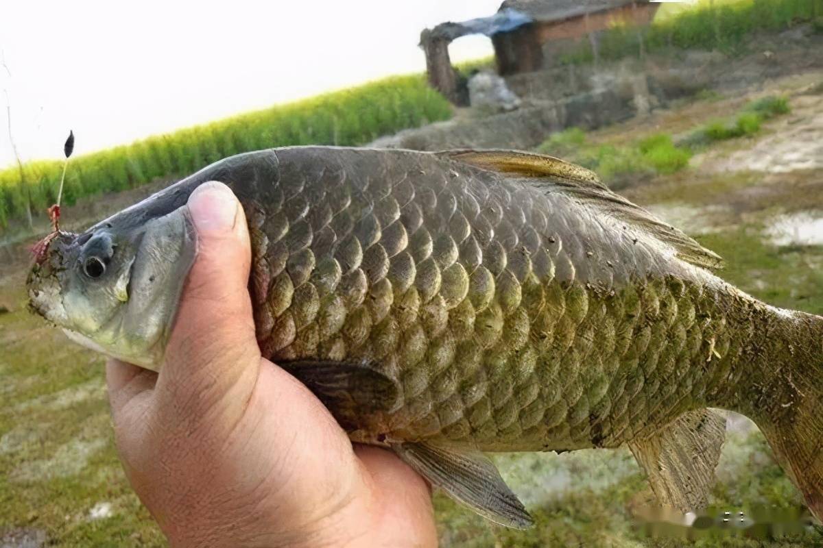 深秋野釣鯽魚調幾釣幾好_深秋釣鯽魚調漂最佳方法_釣鯽魚深秋最佳方法調漂視頻