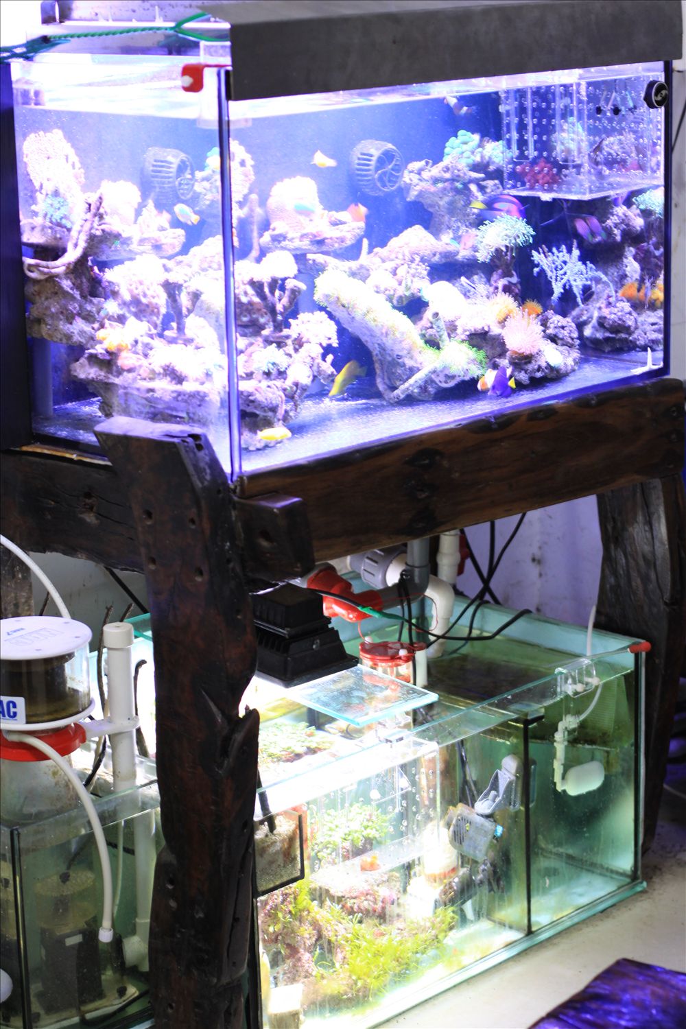 羅漢養殖魚的方法_養羅漢魚的養水方法_羅漢魚怎么養