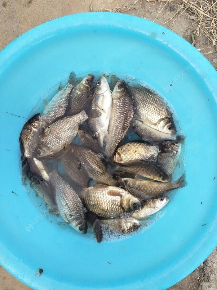 釣魚釣冬水天氣怎么樣_冬天釣魚釣多深的水_釣魚釣冬水天氣如何