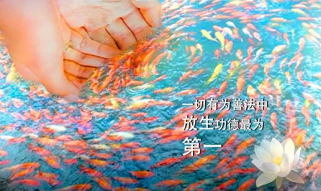 放生泥鰍的功德和福報_放生泥鰍代表什么意思_放生泥鰍