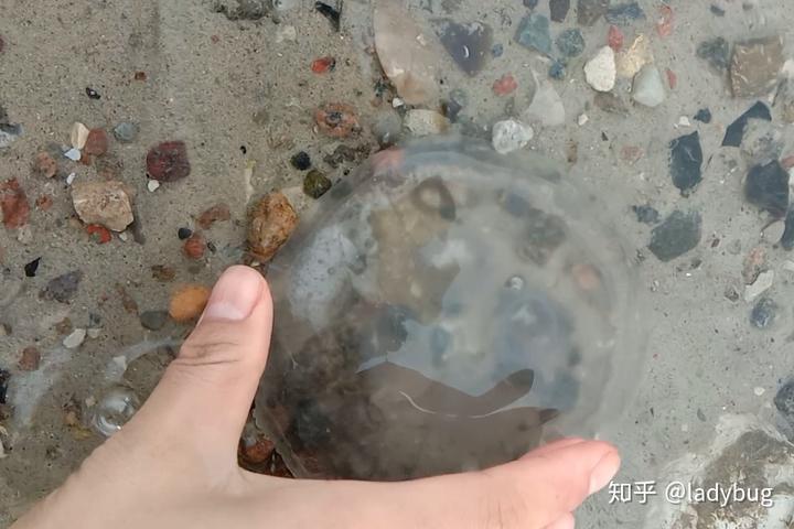水母粉拉小米野釣怎么開紅蟲？效果怎么樣？