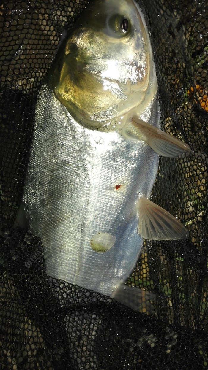 夏季釣魚要釣陰雨天，小雜魚鬧鉤少