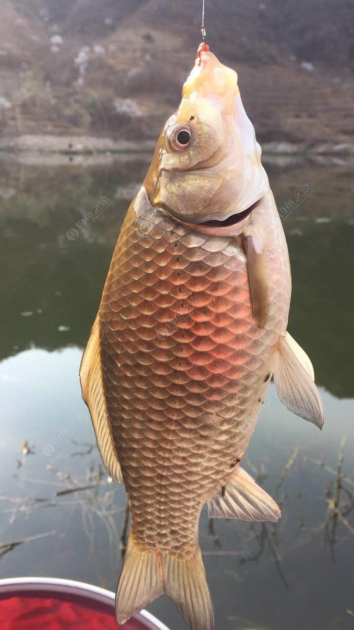 釣魚夏季時間_夏季釣魚_釣魚夏季早上幾點最好釣