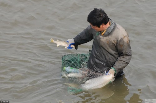 海釣魚圖片大全圖_海釣圖片_海釣圖片頭像