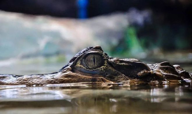 魚為什么睜著眼睛睡覺_睜著眼睛睡覺的小魚_睜著眼睛睡覺的魚