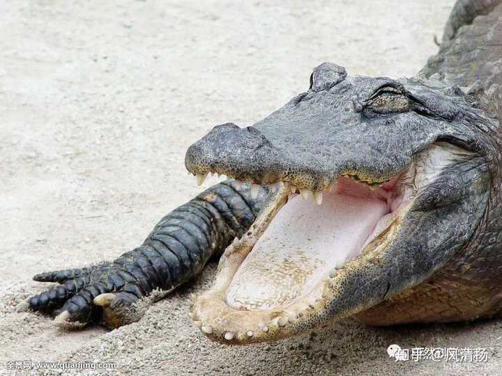 睜著眼睛睡覺的魚_魚為什么睜著眼睛睡覺_睜著眼睛睡覺的小魚