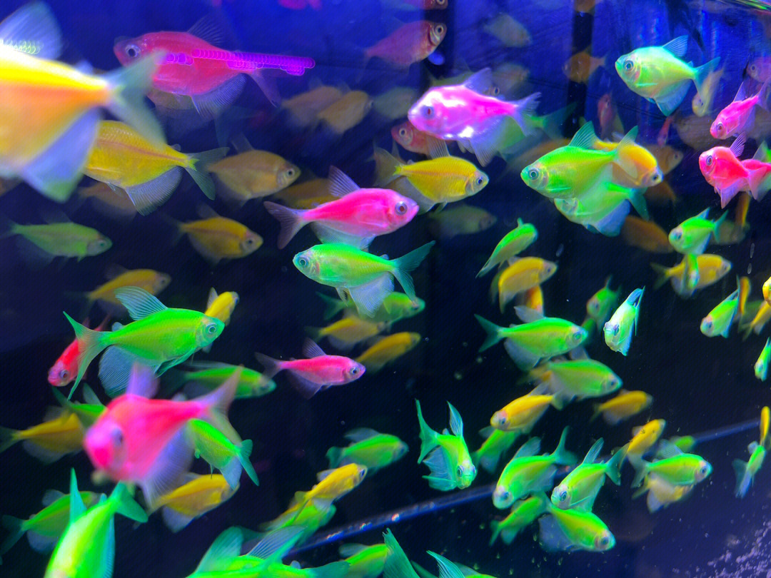 海洋觀賞魚_海水觀賞魚魚_觀賞海洋魚英文翻譯