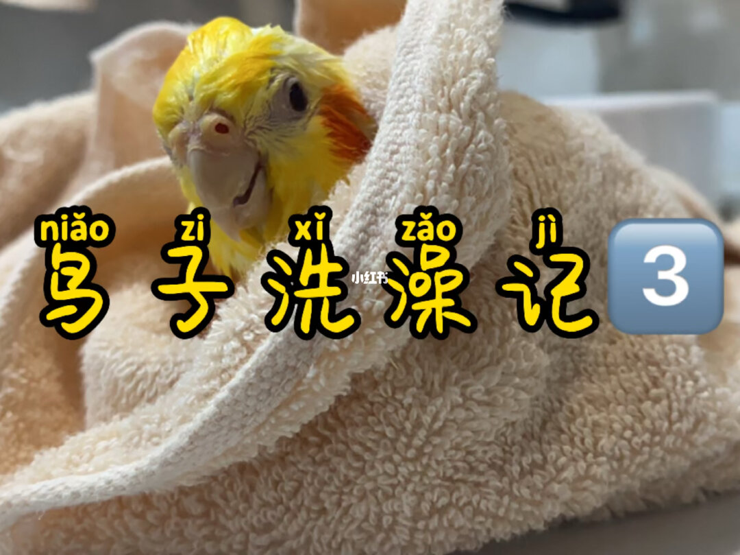 血鸚鵡多少錢一條_鸚鵡血羽是怎么回事_血鸚鵡血奴