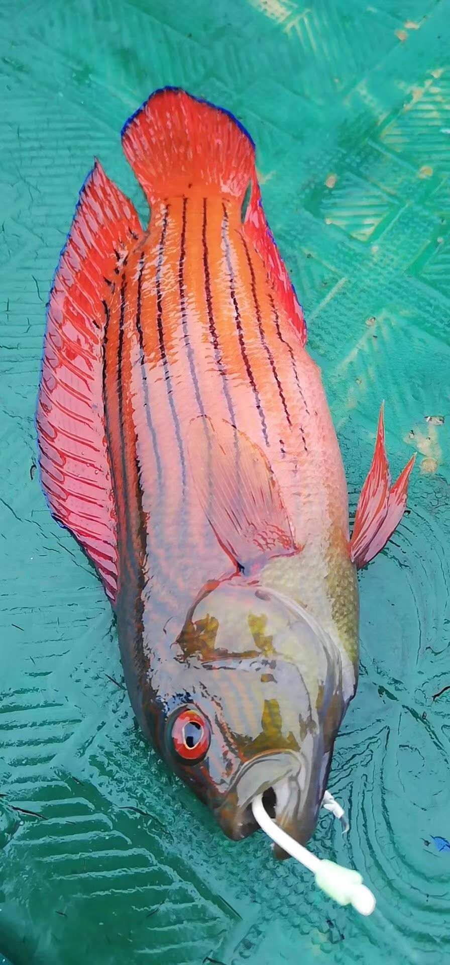 海南海釣的圣地，你去過幾個？