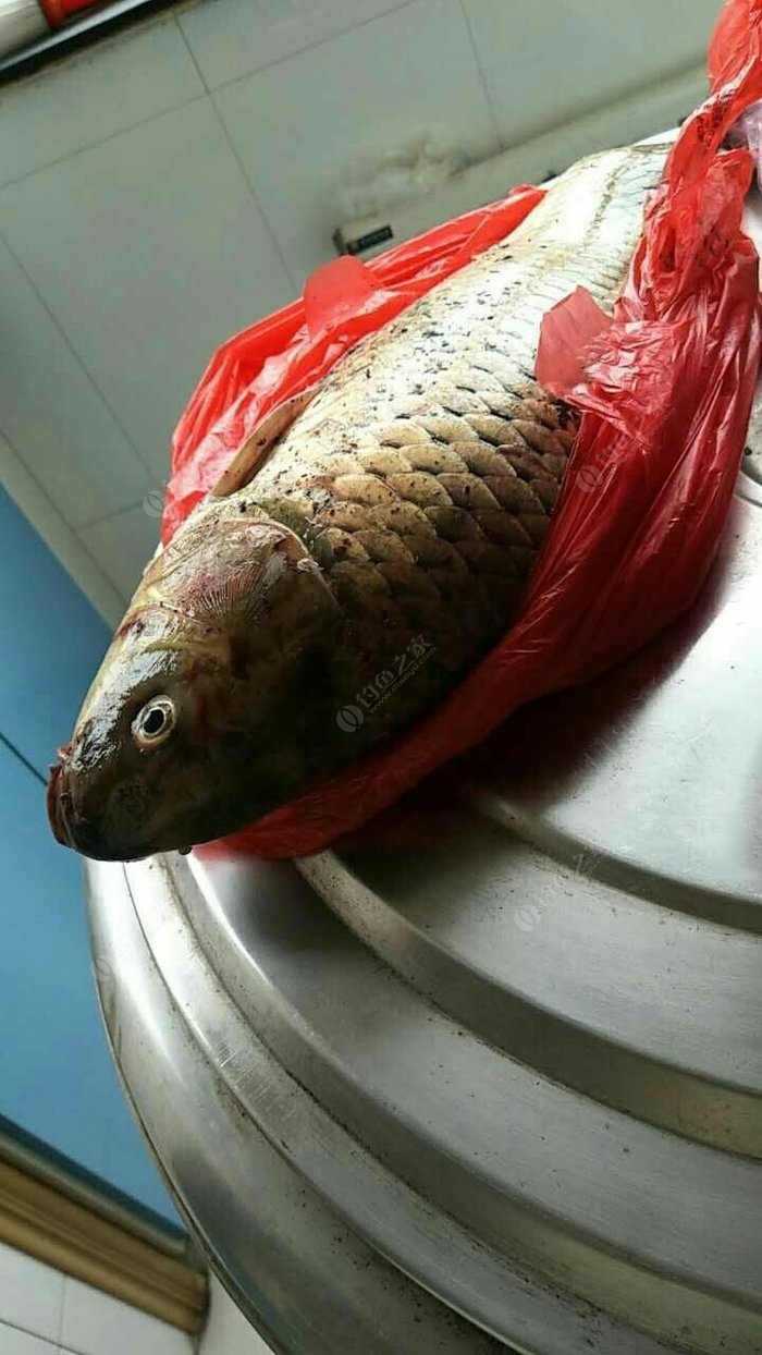 釣鯉魚如何調漂最好用_釣鯉魚好用調漂竿嗎_釣鯉魚好用調漂器嗎