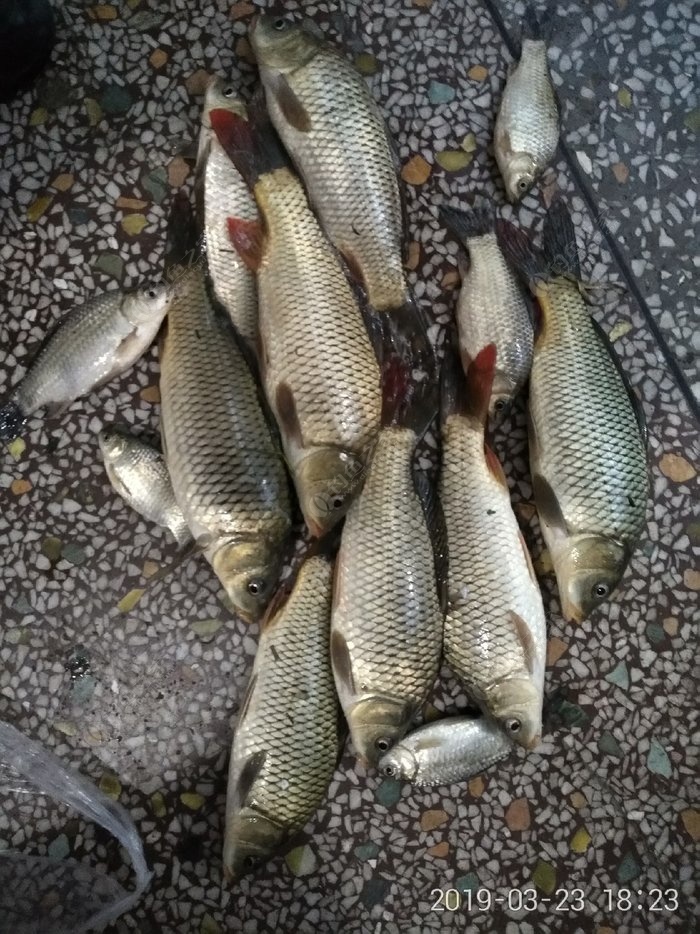 釣鯉魚如何調漂最好用_釣鯉魚好用調漂竿嗎_釣鯉魚好用調漂器嗎