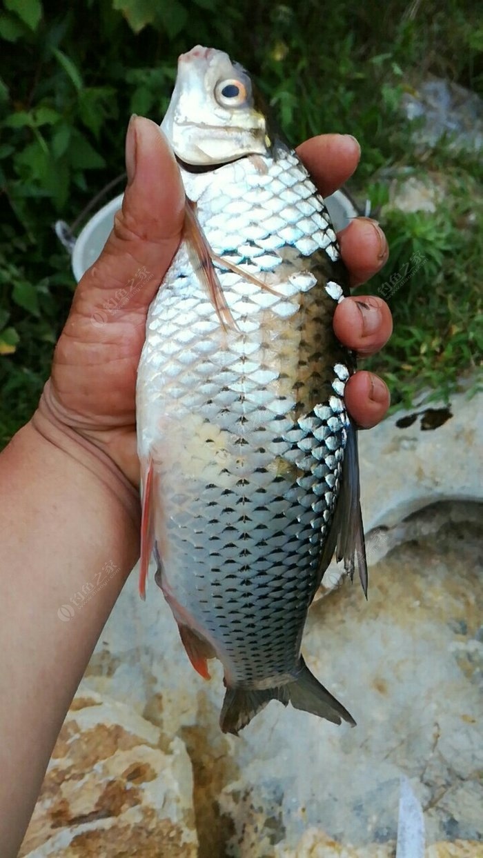 釣鯉魚如何調漂最好用_釣鯉魚好用調漂竿嗎_釣鯉魚好用調漂器嗎