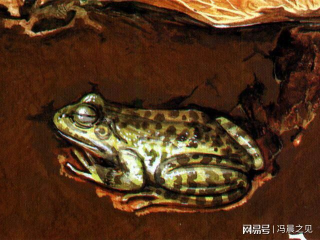 田雞是青蛙嗎_田雞是青蛙嗎_田雞是青蛙嗎