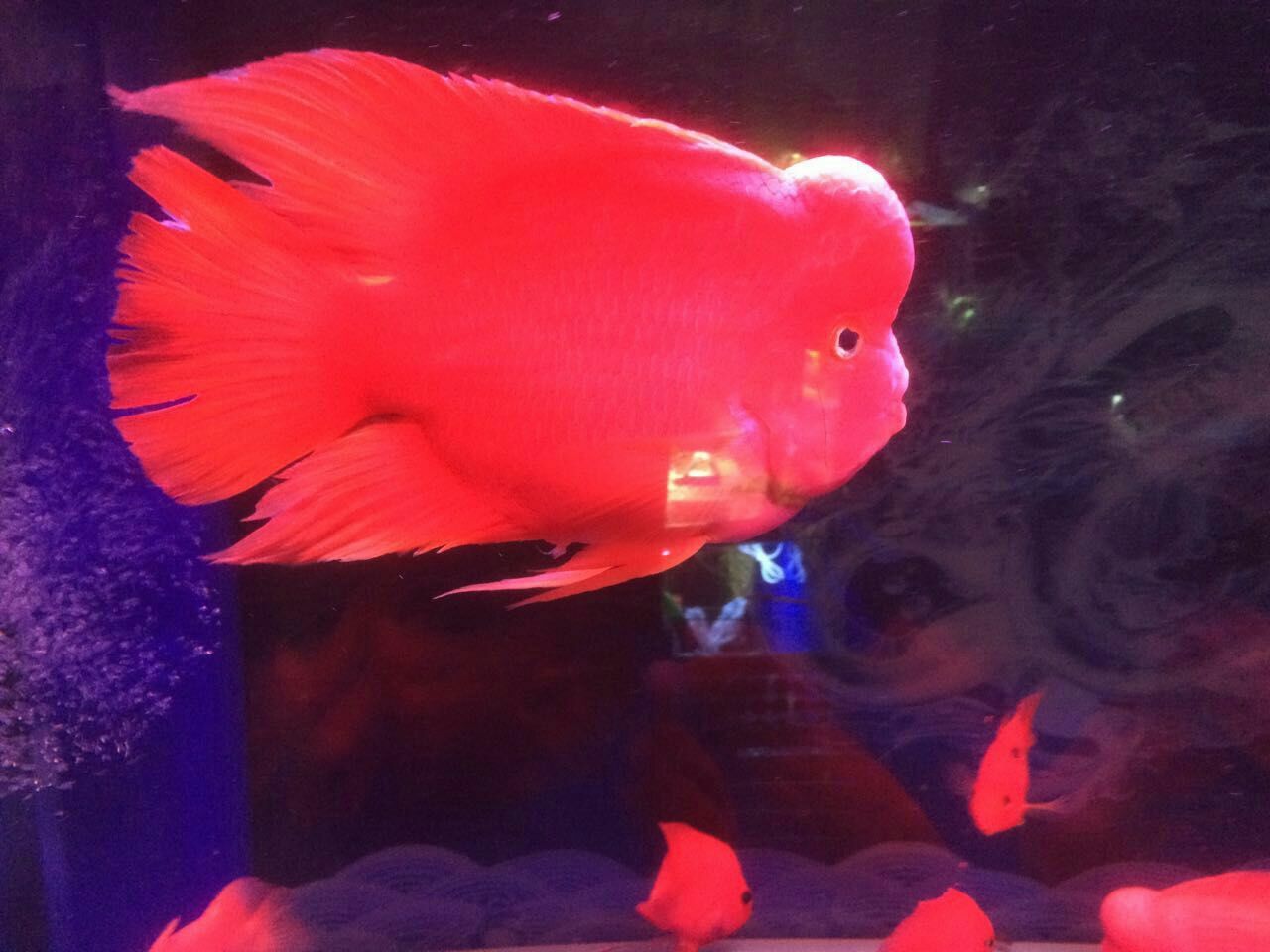 上海一老板花費百萬元買“血鸚鵡”