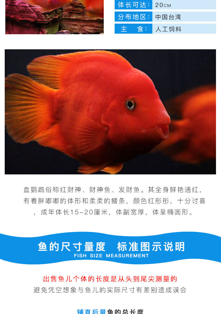 血鸚鵡多少錢一條_鸚鵡血線流血怎么辦_鸚鵡血是什么顏色