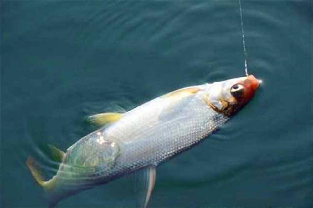 程寧釣魚調漂技巧視頻_程寧釣魚視頻調五釣五如何找底_程寧調漂