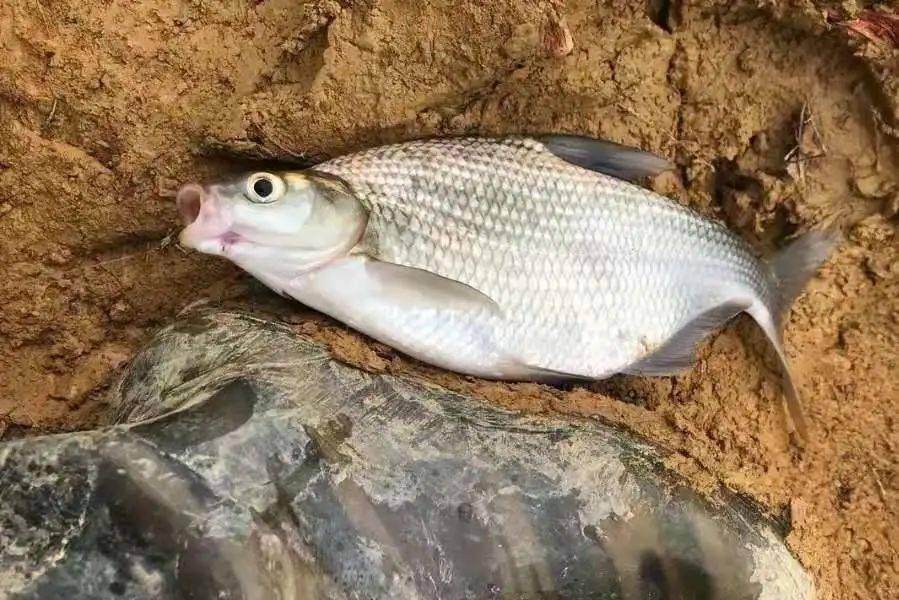 釣魚夏季用什么小藥_釣魚夏季早上幾點最好釣_夏季釣魚