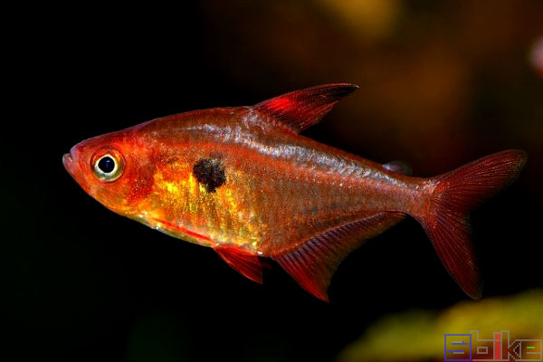 區別公母紅劍魚圖片大全_紅劍魚分公母_紅劍魚公母區別