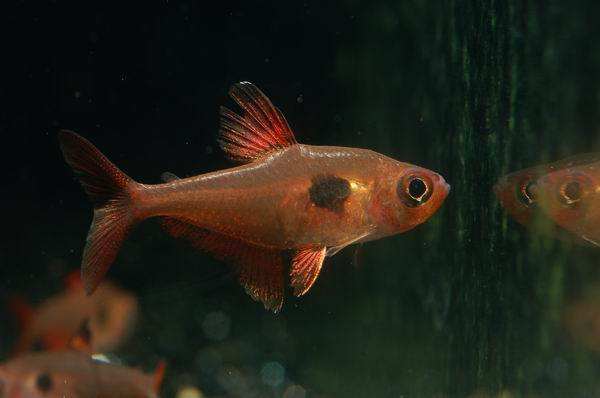 紅劍魚分公母_區別公母紅劍魚圖片大全_紅劍魚公母區別