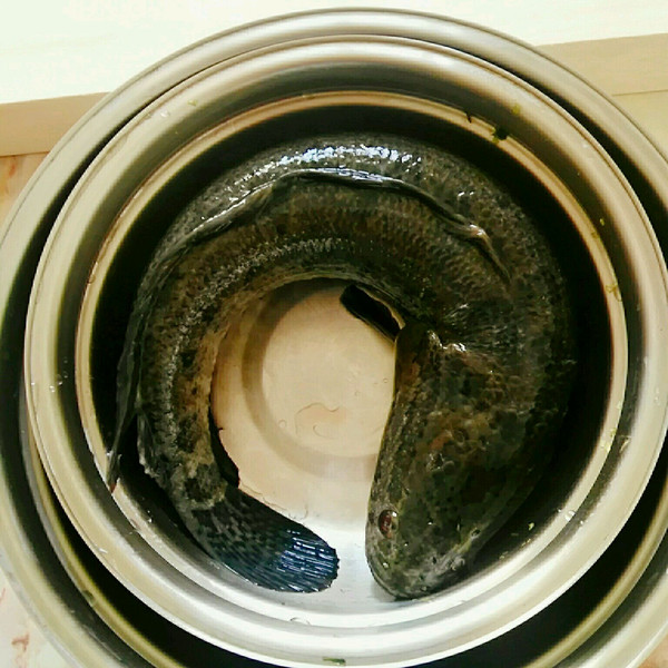 魚蛇是什么意思_蛇魚是什么魚_魚蛇是什么