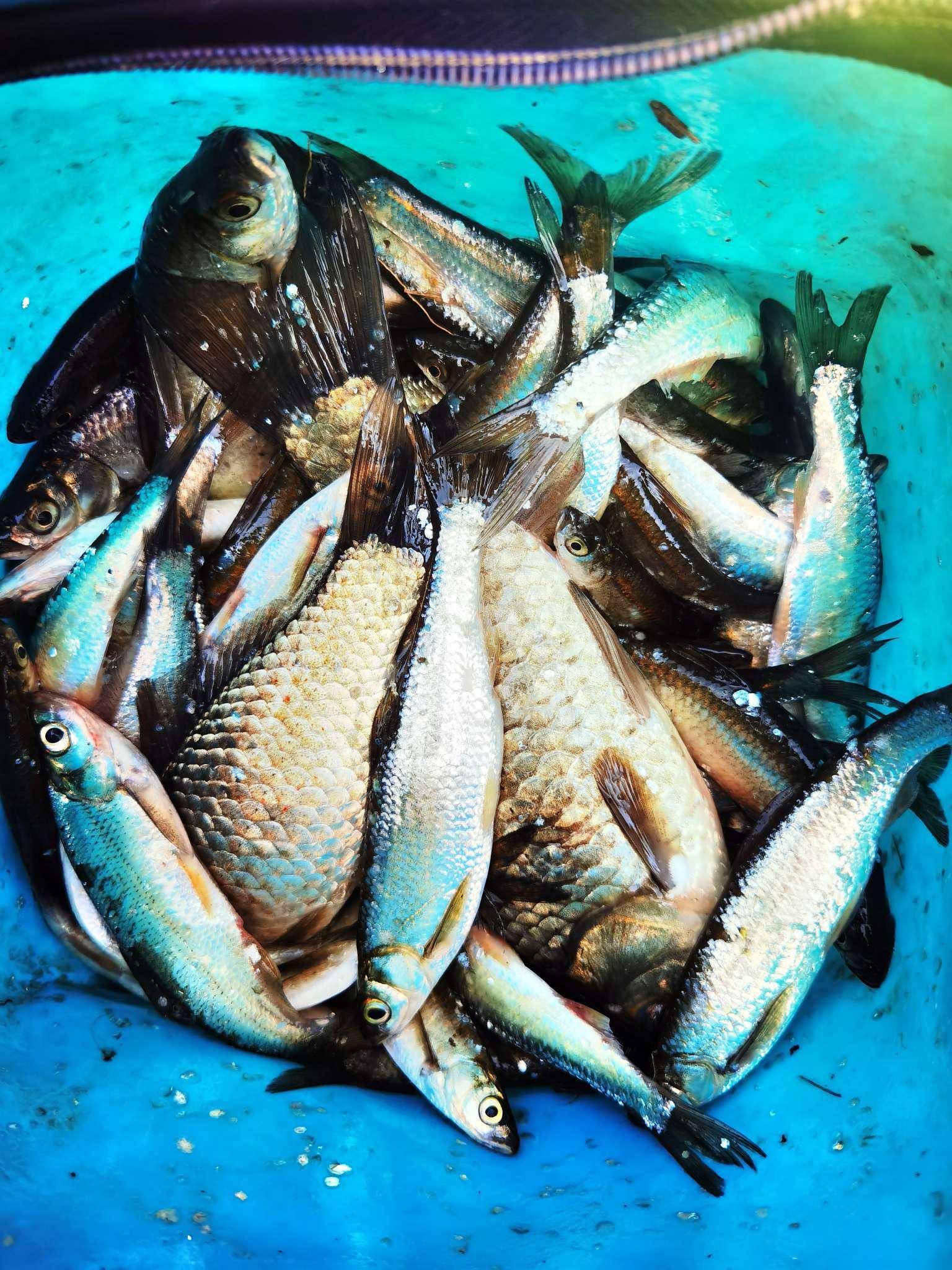 草魚價格多少錢一斤_草魚價格最新行情今天_草魚價格