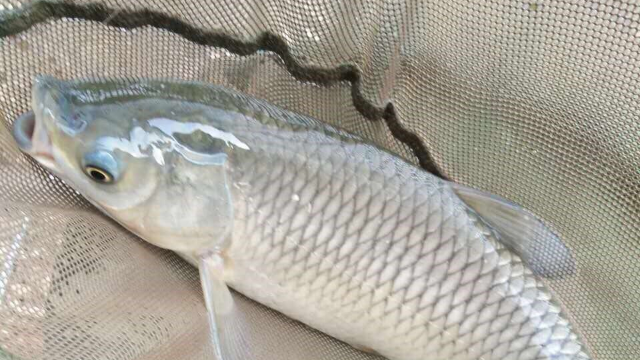 草魚價格_草魚價格最新行情今天_草魚價格多少錢一斤