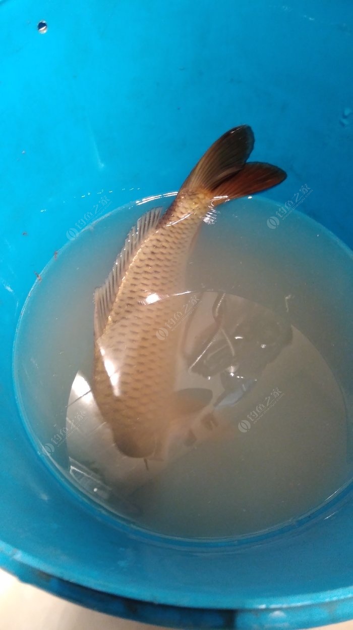 （釣魚學堂）釣鯉魚要調漂嗎？怎么調漂？