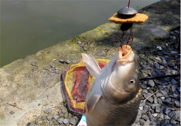 釣鯉魚如何調漂最好用_釣鯉魚好用調漂器嗎_釣鯉魚好用調漂竿嗎