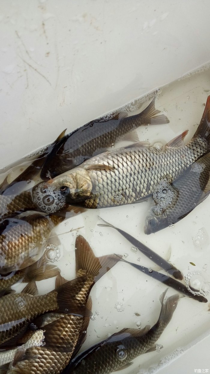 鯽魚產卵時的垂釣技巧_鯽魚產卵前好釣還是產卵后好釣_金鯽魚什么時候產卵