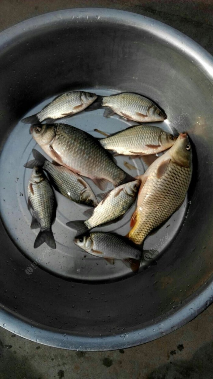 鯽魚產卵時的垂釣技巧_金鯽魚什么時候產卵_鯽魚產卵前好釣還是產卵后好釣