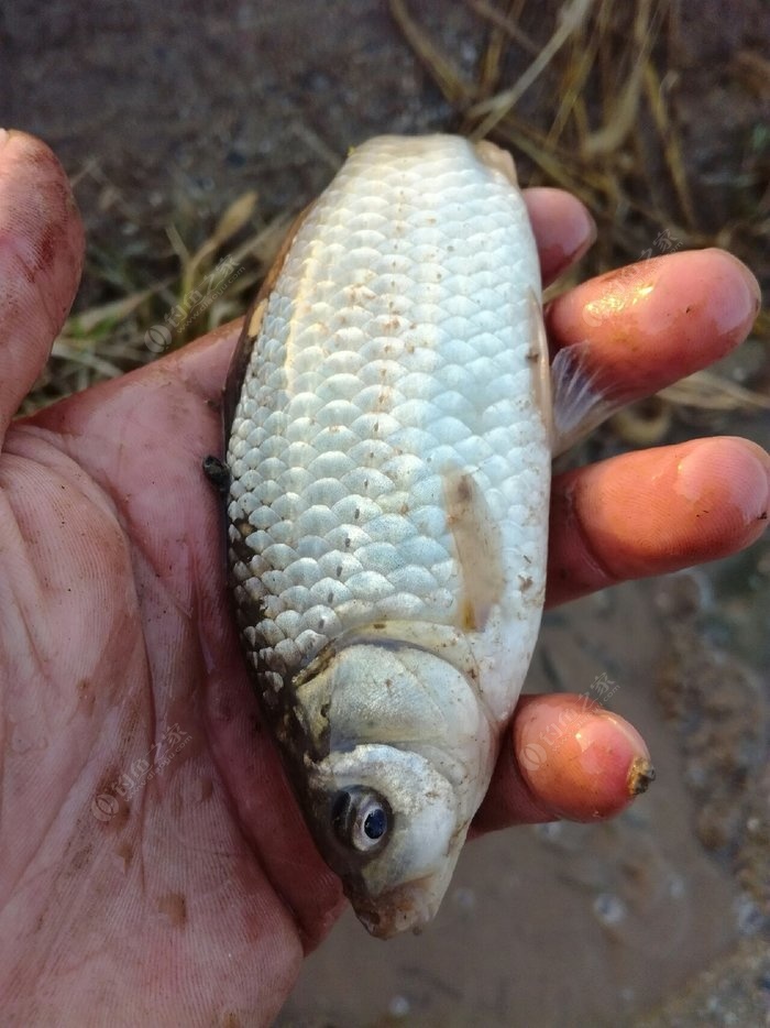 鯽魚臺釣餌_鯽魚臺釣竿什么牌子好_臺釣鯽魚