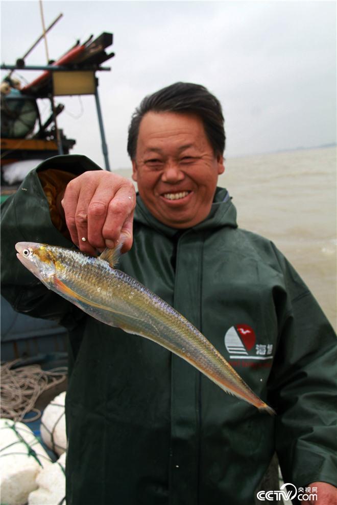 長江刀魚是海魚還是淡水魚_長江刀魚是什么魚_長江刀魚是什么樣