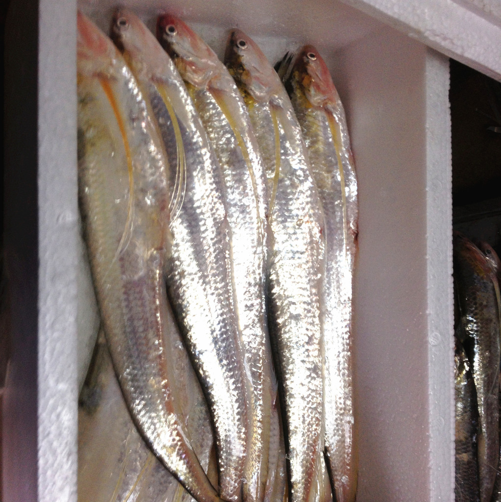 長江刀魚是什么魚_長江魚刀魚是哪里產的_長江刀魚是海魚還是淡水魚