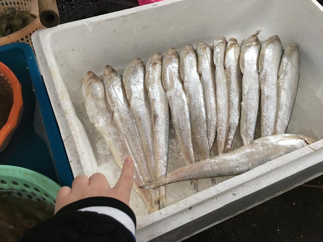 長江刀魚是海魚還是淡水魚_長江刀魚是什么魚_長江魚刀魚是哪里產的