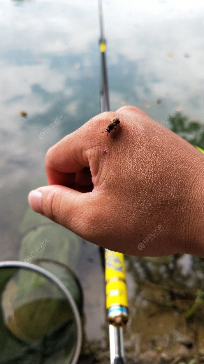 黃刺魚的刺_黃刺魚和黃顙魚有什么區別_黃顙魚刺有毒